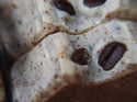 Coffee Goat Milk Soap