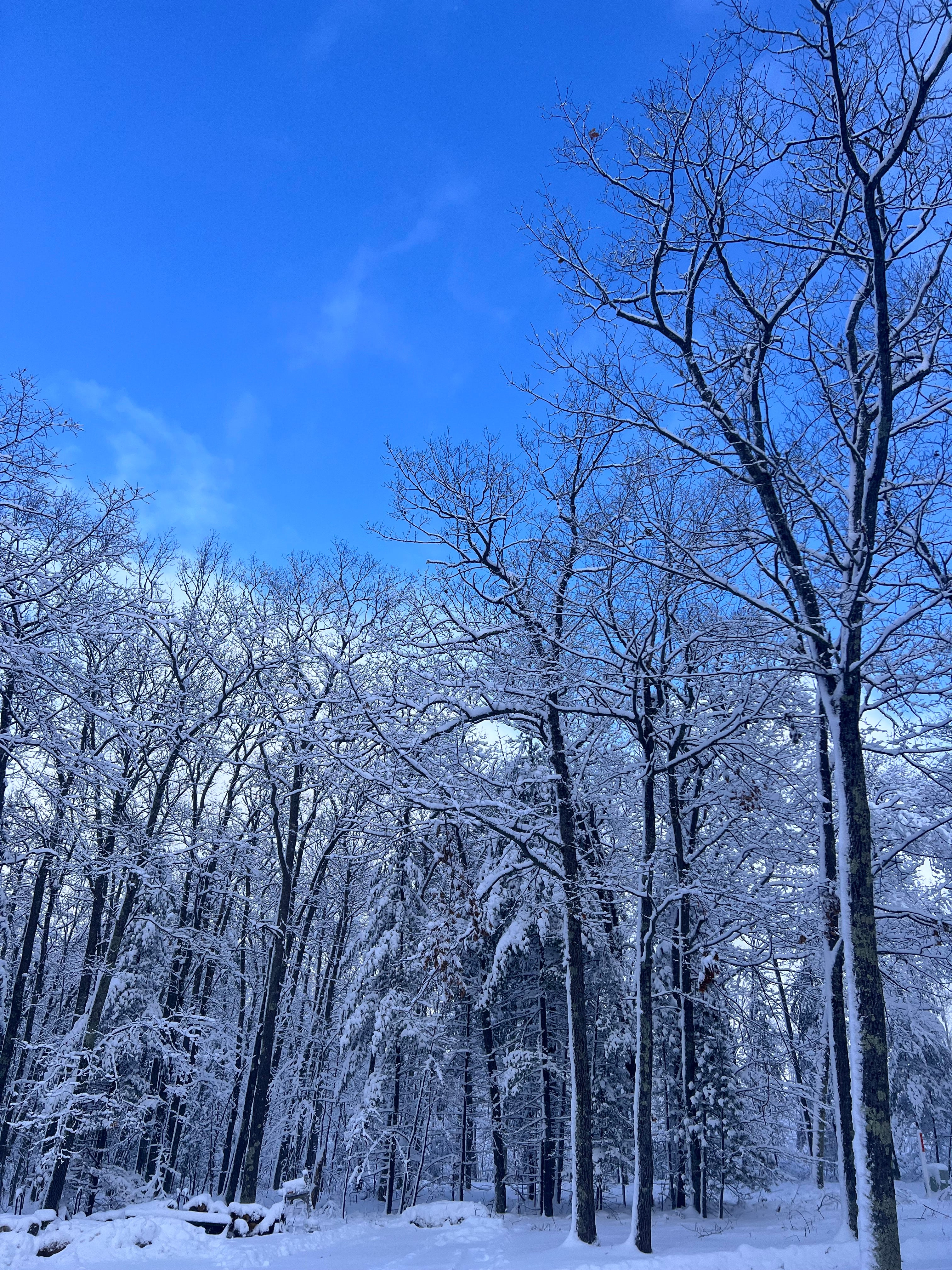 Natural Northern Bestseller Flight