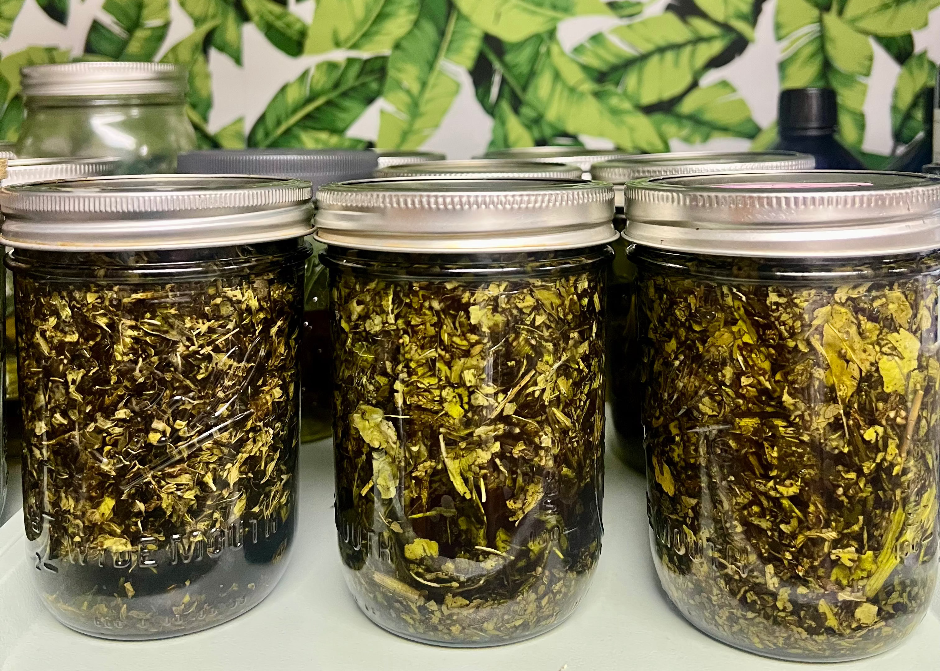 Jars of herbs infusing on a shelf with a leaf-patterned wall in the background