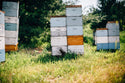 Prairie Clover Honey: 6 oz Small Jar